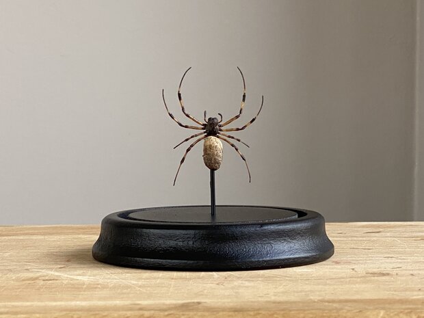 Stolp met Nephilengys Livida spin