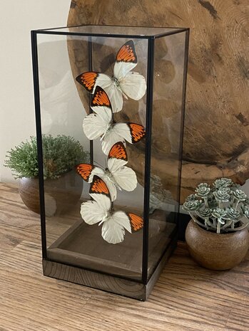 Beautiful square glass dome "display case" with 4 real Hebomoia Glaucippe Celebensis butterflies.