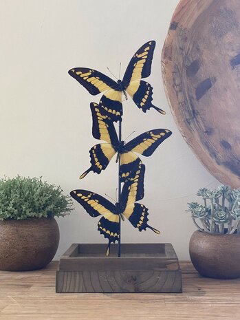 Beautiful square glass dome "display case" with 3 real Papilio Thoas butterflies