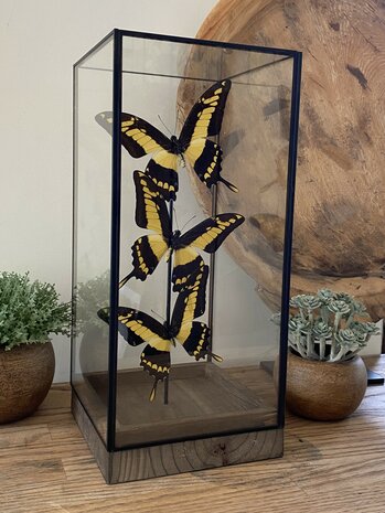 Beautiful square glass dome "display case" with 3 real Papilio Thoas butterflies