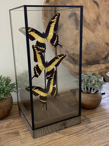 Beautiful square glass dome "display case" with 3 real Papilio Thoas butterflies