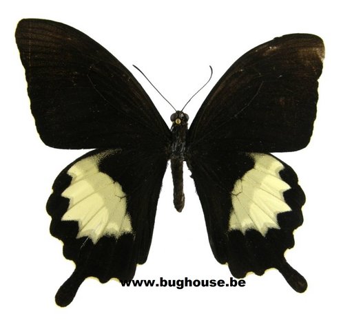 Papilio fuscus (Indonesia)