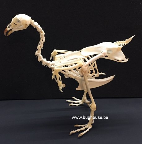 Chicken skeleton (Ducth Bantom)