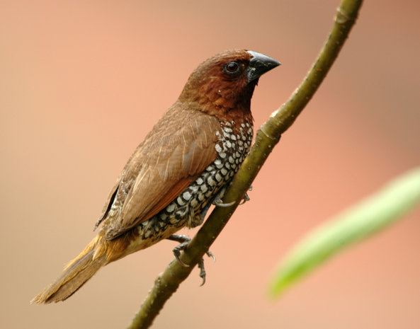 Spotted munia bird Skeleton