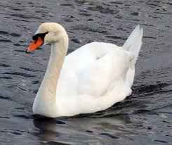 Mute swan Skeleton