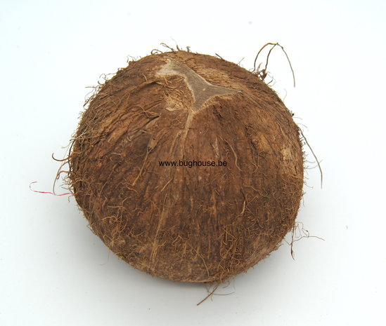 Open coconut Naturel 
