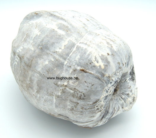Complete Coconut white