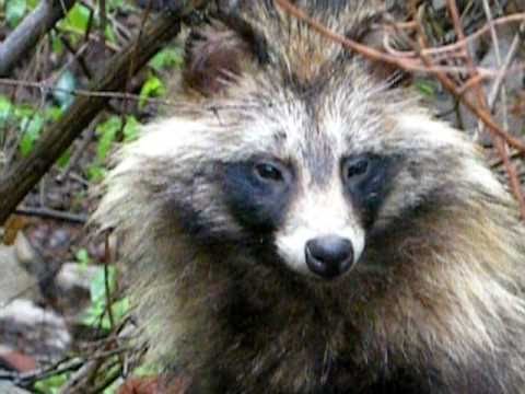 Raccoon Dog Skull - Nyctereutes procyonoides -Complete-