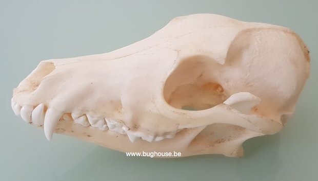 Saddle jackal skull