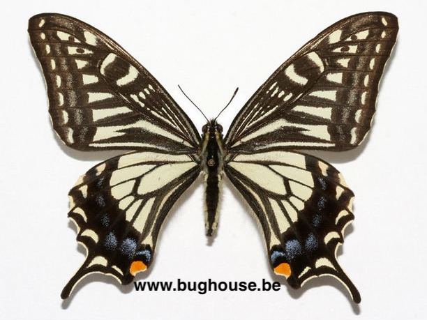COLLECTION PAIR unmounted butterfly Papilionidae Papilio xuthus CHINA A1