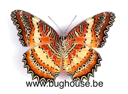 Cethosia biblis A1 Papered Specimen Ex Philippines Cethosia biblis A1 Papered Specimen Ex Philippines