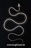 Dendrelaphis pictus snake (Skeleton)