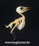 Red-headed honey bird Skeleton