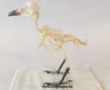 Bird Skeleton (Sooty-headed Bulbul)
