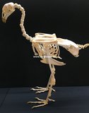 Cock skeleton (Red Jungle fowl)