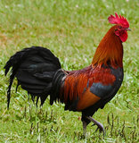 Cock skeleton (Red Jungle fowl)