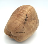 Complete Coconut naturel