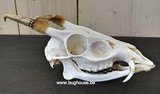 Muntjak skull 100% complete