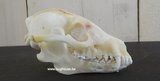 Raccoon Dog Skull - Nyctereutes procyonoides -Complete-