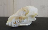 Raccoon Dog Skull - Nyctereutes procyonoides -Complete-