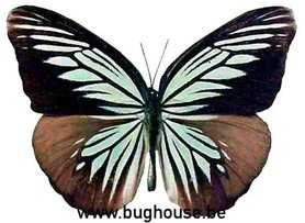 Pareronia Tritaea tritaea (Sulawesi)♂︎