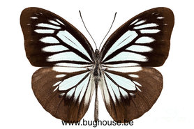 Pareronia boebera (Philippinen) ♂︎