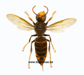 Vespa Velutina (Java) **SPREAD**♂︎
