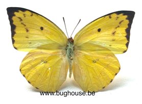 Catopsilia pomona (Philippines) ♂︎