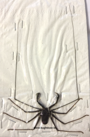 Charon Grayi (Java) ♂︎/♀︎