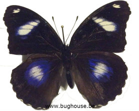 Hypolimnas Bolina (Philippines) ♂︎/ ♀︎