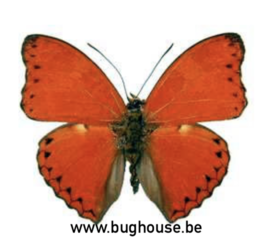 Cymothoe Crocea (Afrique) ♂︎