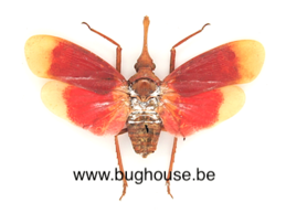 Pyrops hamdjahi (Peleng) *Flügel offen* ♂︎/♀︎