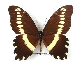 Papilio gallienus (Afrika) ♂︎