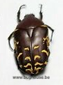 Protaetia Celebica (Sulawesi) ♂︎/♀︎ **(PACK OF 5)**