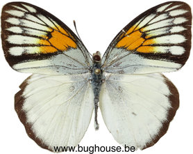 Ixias reinwardti baliensis (Bali) ♀︎