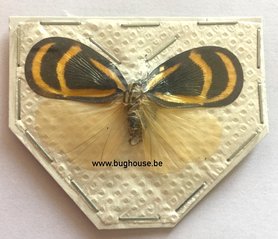 Bytopsirna Circulata (Java) ♂︎/♀︎