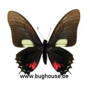 Eurytides Harmodius (Pérou) ♂︎