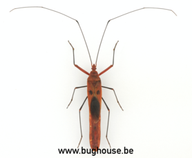 Lohita Grandis (Thaïlande) ♂︎ / ♀︎