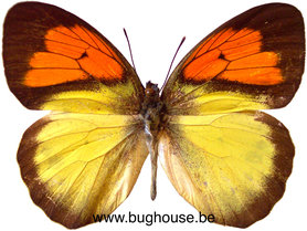 Ixias Vollenhovenii (Moa) ♂︎