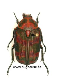 Sternoplus Schaumi (Sulawesi) ♂︎/♀︎