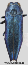 Agrilus Acutus (Java) ♂︎/♀︎ **PACK OF 5**
