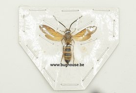 Guêpe sp2. (Java) ♂︎/♀︎ **AILES OUVERTES**