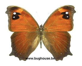 Melanitis leda (Madagascar) FORME SAISON HUMIDE♂︎