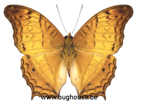 Vindula Dejone Celebensis (Sulawesi) ♂︎