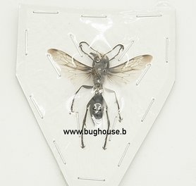 Guêpe sp6. (Java) ♂︎/♀︎ **AILES OUVERTES**