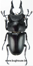 Prosopocoelus Serricornis (Madagascar) ♂︎