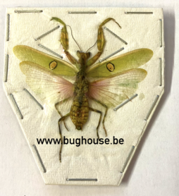 Creobroter Gemmatus (Java) ♂︎ **Ailes ouvertes**