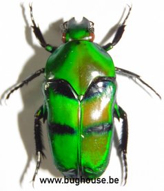 Ischiopsopha Bifasciata (W-Papua) ♂︎/♀︎