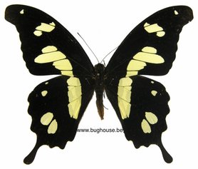 Papilio Hesperus (Afrika) ♂︎
