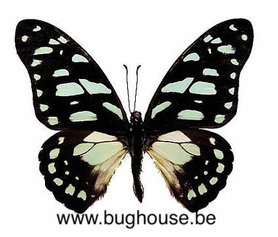 Graphium leonidas (Afrique)♂︎